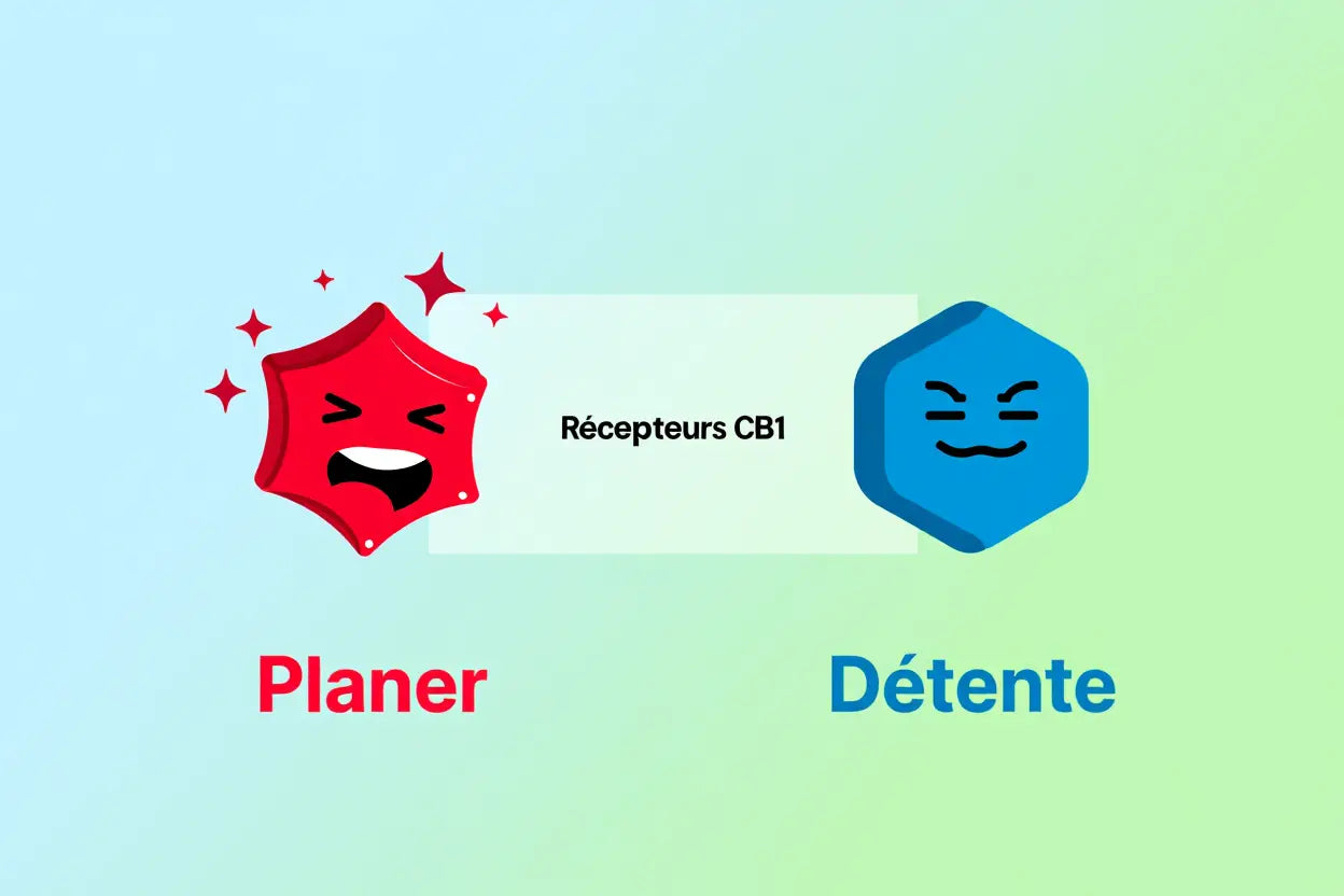 Est-ce que le cbd fait planer ? Décryptage des effets réels Image