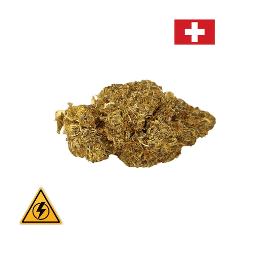 Alien Gelato – Indoor Hydroponie – Revuelto 30% Avenue du H