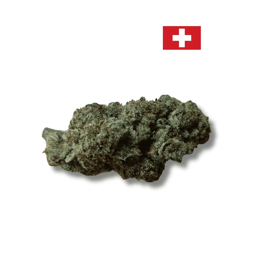 Nyc Revuelto Indoor 30% Avenue du H