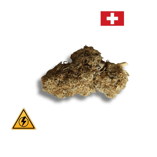 Alien Gelato – Indoor Hydroponie – Revuelto 30% Avenue du H