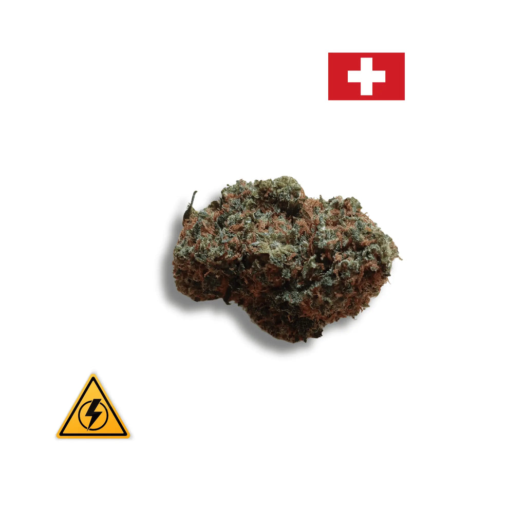 🦍 Gorilla US Revuelto – Fleur CBD Indoor Hydroponie 30 % Avenue du H