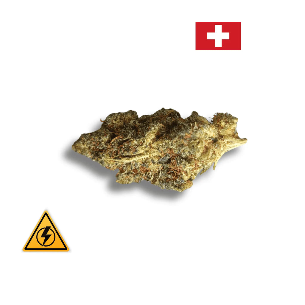 Lemon Meringue – Indoor Hydroponie – Revuelto 30% Avenue du H
