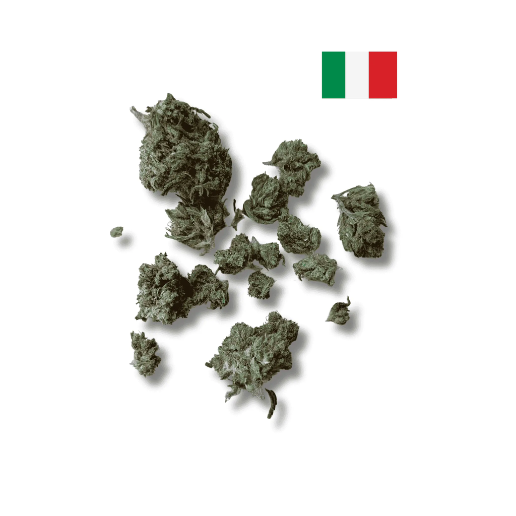 🍊 Orange Bud Green-House CBD Avenue du H